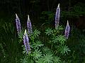 June 1, 2010 - Castle Hill Resort and Spa in Ludlow, Vermont.