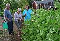 Paul giving Baiba and Ronnie a tour of his vegetable garden.<br />June 4, 2010 - At Paul and Norma's in Tewksbury, Massachusetts.