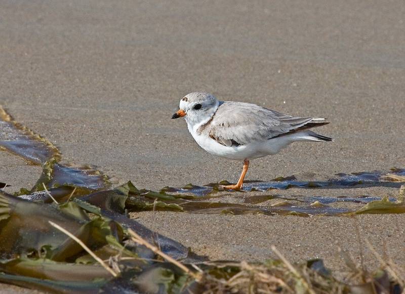 Piping plover?<br />June 29, 2010 - Sandy Point State Reservation, Plum Island, Massachusetts.