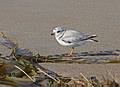 Piping plover?<br />June 29, 2010 - Sandy Point State Reservation, Plum Island, Massachusetts.