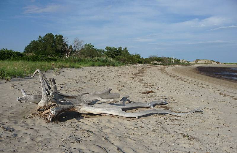 The toppled tree still lingers around.<br />June 29, 2010 - Sandy Point State Reservation, Plum Island, Massachusetts.