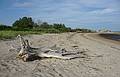 The toppled tree still lingers around.<br />June 29, 2010 - Sandy Point State Reservation, Plum Island, Massachusetts.