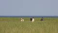 June 29, 2010 - Sandy Point State Reservation, Plum Island, Massachusetts.