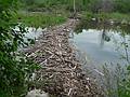 Beaver dam on Whitefish Island.<br />June 13, 2010 - Sault Ste. Marie, Ontario, Canada.