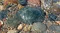 June 14, 2010 - On the shore of Lake Superior at Point Iroquios, Michigan.