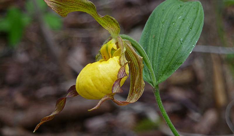 A yellow lady slipper along path to Castle Rock.<br />June 15, 2010 - Castle Rock, St. Ignace, Michigan.