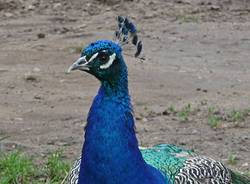 Peacock.<br />June 16, 2010 - Irwine Park, Chippewa Falls, Wisconsin.