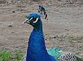 Peacock.<br />June 16, 2010 - Irwine Park, Chippewa Falls, Wisconsin.