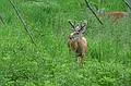 Deer.<br />June 16, 2010 - Irwine Park, Chippewa Falls, Wisconsin.