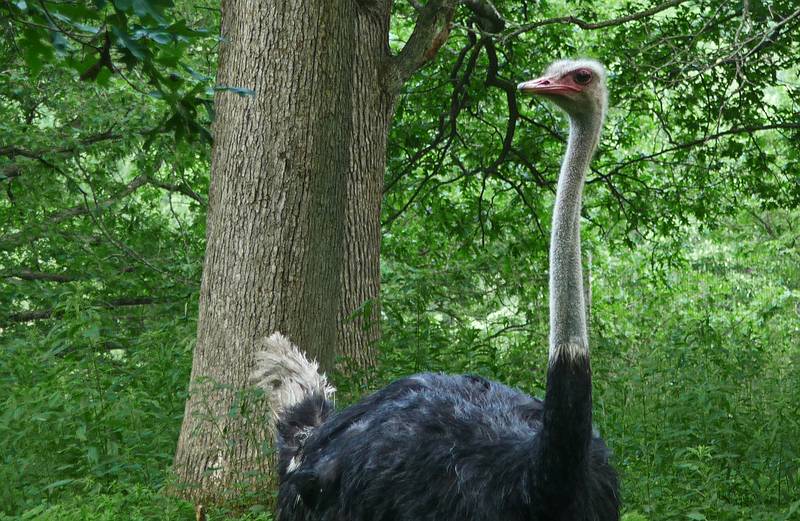 Ostrich.<br />June 16, 2010 - Irwine Park, Chippewa Falls, Wisconsin.