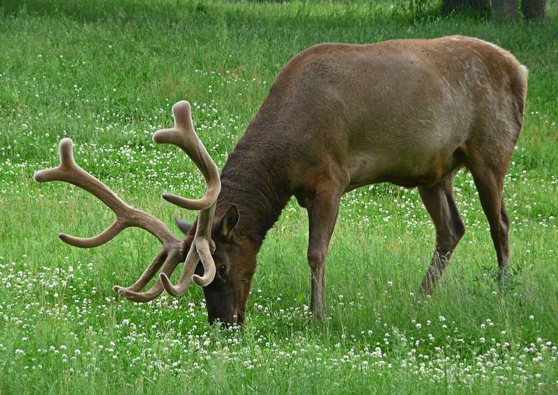 Elk.<br />June 16, 2010 - Irwine Park, Chippewa Falls, Wisconsin.
