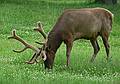 Elk.<br />June 16, 2010 - Irwine Park, Chippewa Falls, Wisconsin.