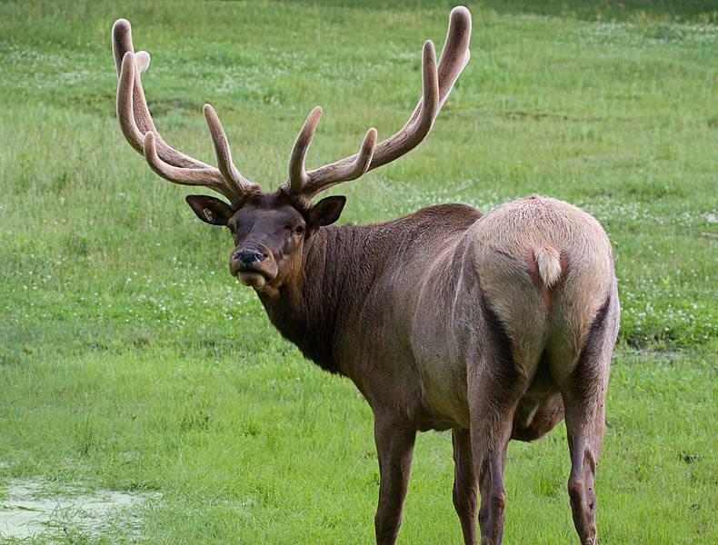 Elk.<br />June 16, 2010 - Irwine Park, Chippewa Falls, Wisconsin.