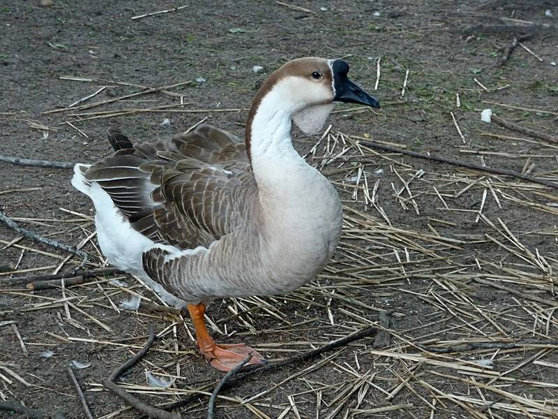 European farm goose.<br />June 16, 2010 - Irwine Park, Chippewa Falls, Wisconsin.