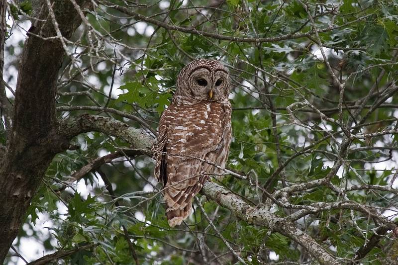 Barred owl.<br />June 18, 2010 - Trempealeau National Wildlife Refuge, Trempealeau, Wisconsin.