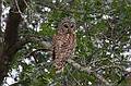 Bard owl.<br />June 18, 2010 - Trempealeau National Wildlife Refuge, Trempealeau, Wisconsin.