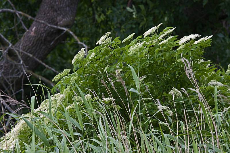 June 18, 2010 - Trempealeau National Wildlife Refuge, Trempealeau, Wisconsin.