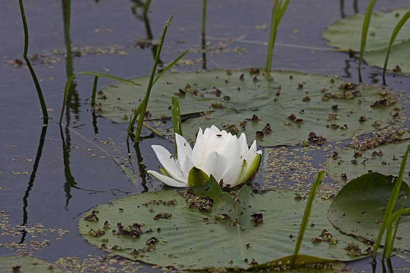 Water lily.<br />June 18, 2010 - Trempealeau National Wildlife Refuge, Trempealeau, Wisconsin.