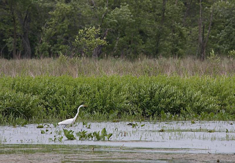 Egret.<br />June 18, 2010 - Trempealeau National Wildlife Refuge, Trempealeau, Wisconsin.