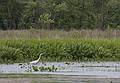 Egret.<br />June 18, 2010 - Trempealeau National Wildlife Refuge, Trempealeau, Wisconsin.