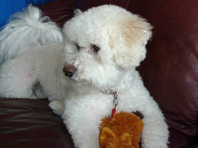 Sharon's dog, Lulu, a Bichon Frise.<br />June 18, 2010 - Onalaska, Wisconsin.