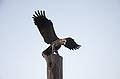 The La Crosse Eagle by Elmer Peterson (any relation to Robert?).<br />June 19, 2010 - Riverside Park, La Crosse, Wisconsin.