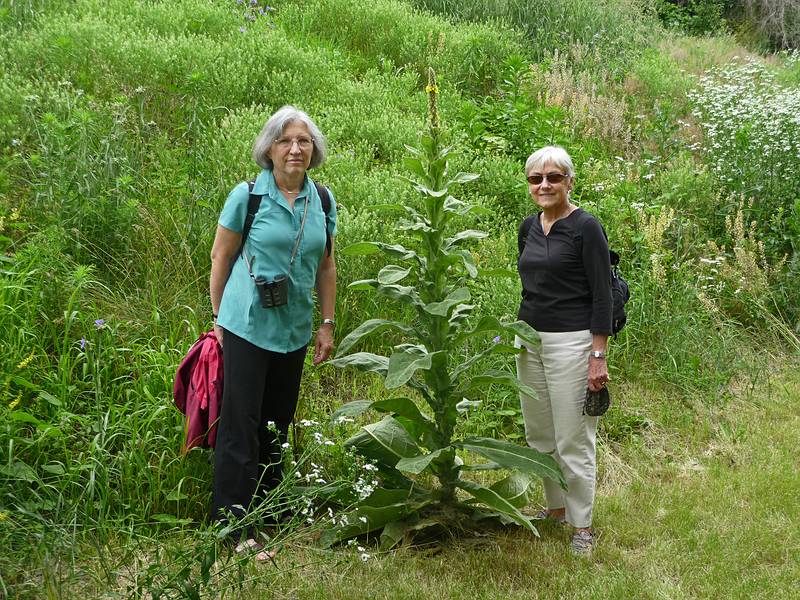 A mullein taller than Joyce and Baiba on the Great River State Park Trail.<br />June 20, 2010 - Onalaska, Wisconsin.