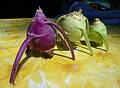 Some of Paul's kohlrabi.<br />July 3, 2010 - At Marie's in Lawrence, Massachusetts.