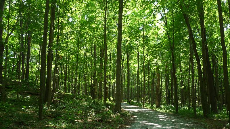 Along the Forest Trail.<br />July 6, 2010 - Hancock Shaker Village, Hancock/Pittsfield, Massachusetts.