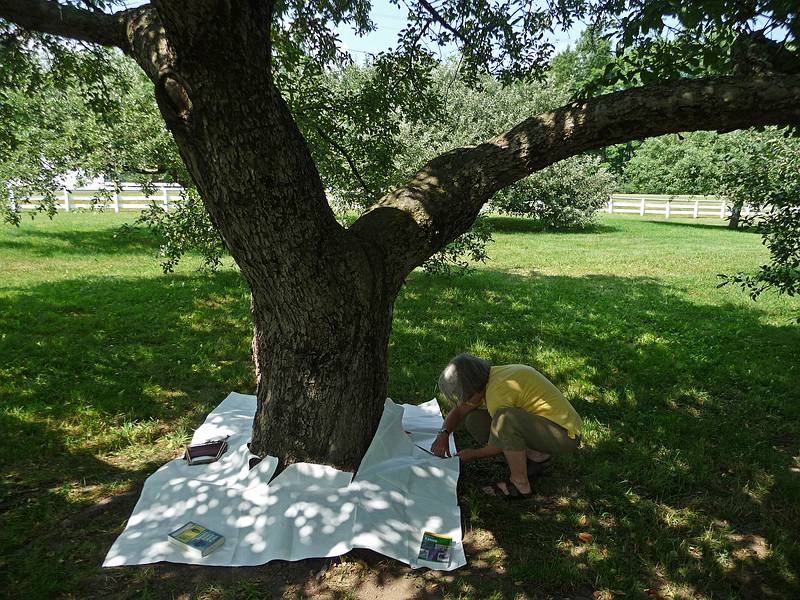 Joyce footprinting an apple tree.<br />July 6, 2010 - Hancock Shaker Village, Hancock/Pittsfield, Massachusetts.