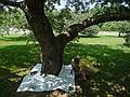 Joyce footprinting an apple tree.<br />July 6, 2010 - Hancock Shaker Village, Hancock/Pittsfield, Massachusetts.