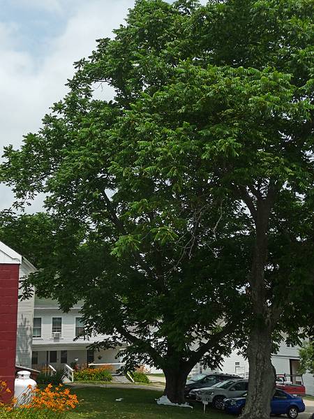Butternut tree and footprinting stuff at its base.<br />July 8, 2010 - Sabbathday Lake Shaker Village, New Gloucester, Maine.