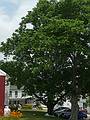 Butternut tree and footprinting stuff at its base.<br />July 8, 2010 - Sabbathday Lake Shaker Village, New Gloucester, Maine.