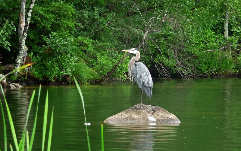 Heron sighted from our canoe.<br />July 14, 2010 - Camping at Pawtuckaway State Park, Nottingham, New Hampshire.