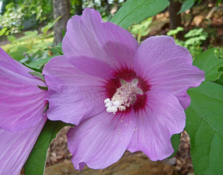 Hibiscus in our yard.<br />July 21, 2010 - Merrimac, Massachusetts.