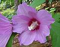 Hibiscus in our yard.<br />July 21, 2010 - Merrimac, Massachusetts.