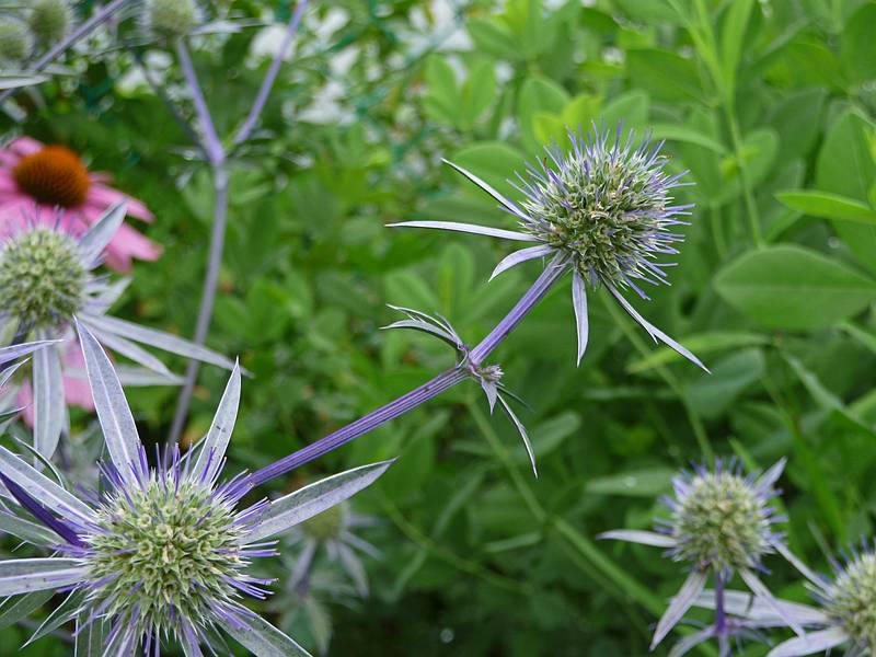 Blue thistle.<br />Bridge of Flowers over the Deerfield River.<br />August 3, 2010 - Shelburne Falls, Massachusetts.