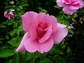 Rose.<br />Bridge of Flowers over the Deerfield River.<br />August 3, 2010 - Shelburne Falls, Massachusetts.