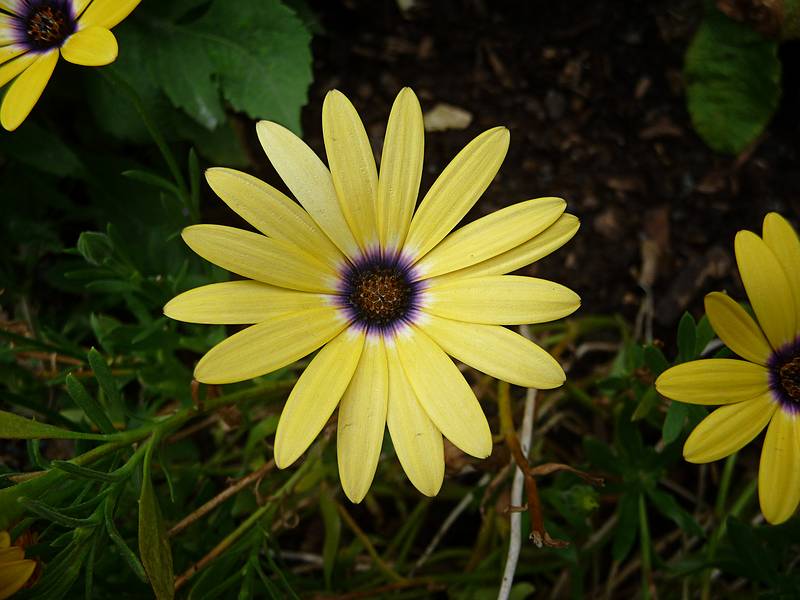 Some kind of an osteospermum?<br />Bridge of Flowers over the Deerfield River.<br />August 3, 2010 - Shelburne Falls, Massachusetts.