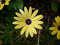 Some kind of an osteospermum?<br />Bridge of Flowers over the Deerfield River.<br />August 3, 2010 - Shelburne Falls, Massachusetts.