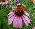 Cone flower with bee.<br />Bridge of Flowers over the Deerfield River.<br />August 3, 2010 - Shelburne Falls, Massachusetts.