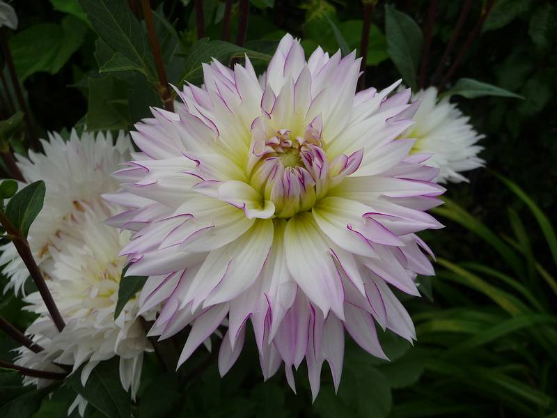Dahlia.<br />Bridge of Flowers over the Deerfield River.<br />August 3, 2010 - Shelburne Falls, Massachusetts.