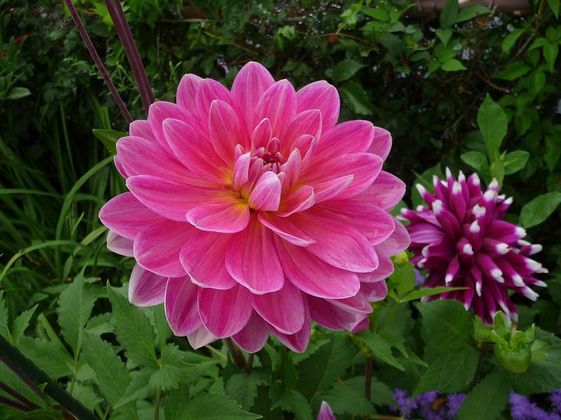 Bridge of Flowers over the Deerfield River.<br />August 3, 2010 - Shelburne Falls, Massachusetts.