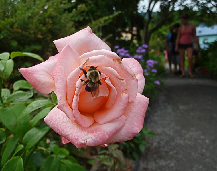 Rose with bee.<br />Bridge of Flowers over the Deerfield River.<br />August 3, 2010 - Shelburne Falls, Massachusetts.