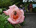 Rose with bee.<br />Bridge of Flowers over the Deerfield River.<br />August 3, 2010 - Shelburne Falls, Massachusetts.