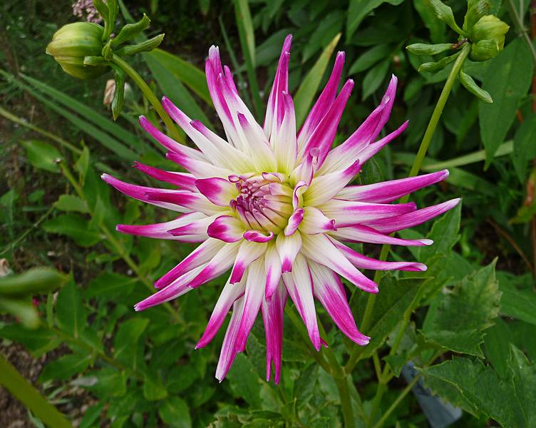 Bridge of Flowers over the Deerfield River.<br />August 3, 2010 - Shelburne Falls, Massachusetts.
