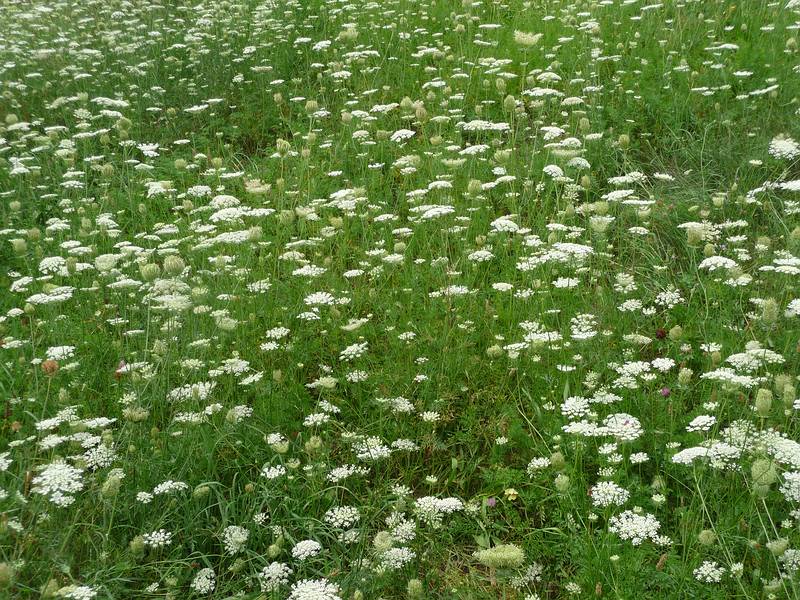August 3, 2010 - Shelburne Falls, Massachusetts.