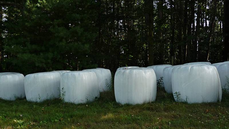 August 18, 2010 - Appleton Farms, Ipswich, Massachusetts.