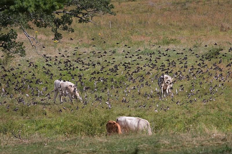 August 18, 2010 - Appleton Farms, Ipswich, Massachusetts.