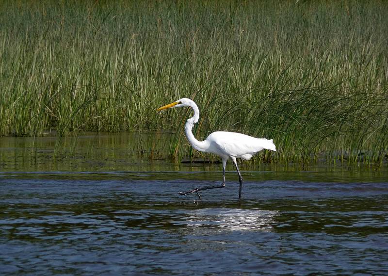 An egret.<br />August 19, 2010 - On the Merrimack River between the Rocks Village Bridge<br />in West Newbury and Curzon's Mill in Newburyport, Massachusetts.